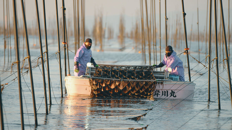 Nori Seaweed Harvesting with Boats